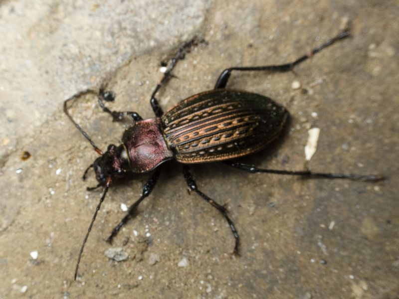 cancellatus cancellatus n. sulinensis Born, 1902